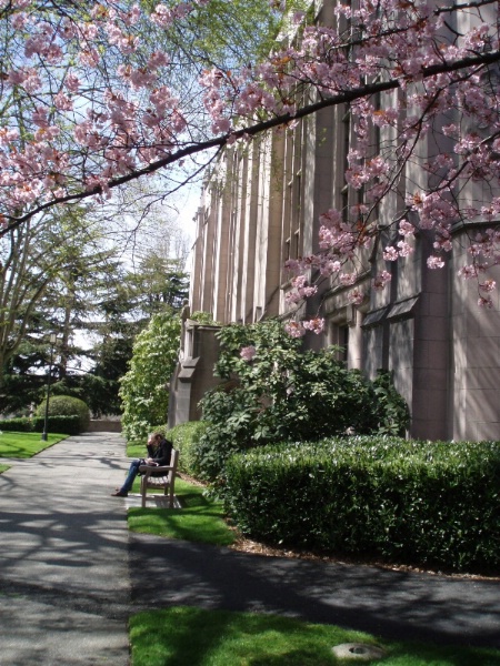 Cherry Trees on Campus