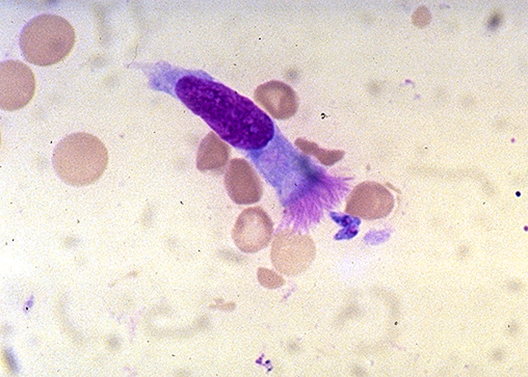 Essays concerning entamoeba histolytica infections