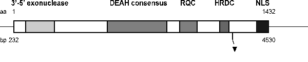 Complex 4 bp deletion