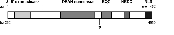 c.3004delG