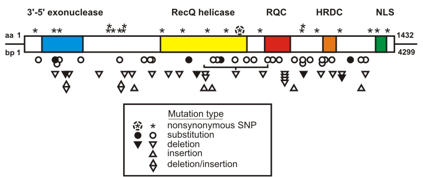 WRN mutations map