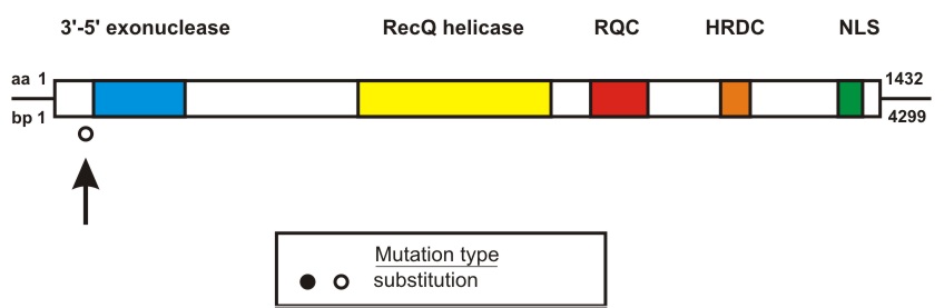 WRN mutation