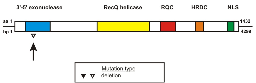 WRN mutation