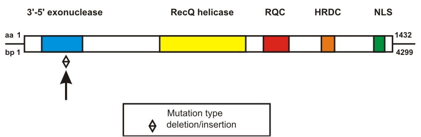 WRN mutation