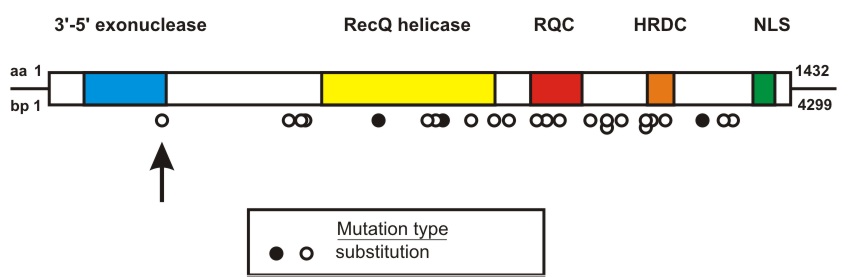 WRN mutation