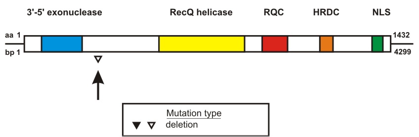WRN mutation