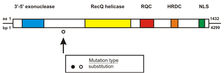 WRN mutation