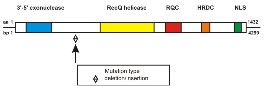 WRN mutation