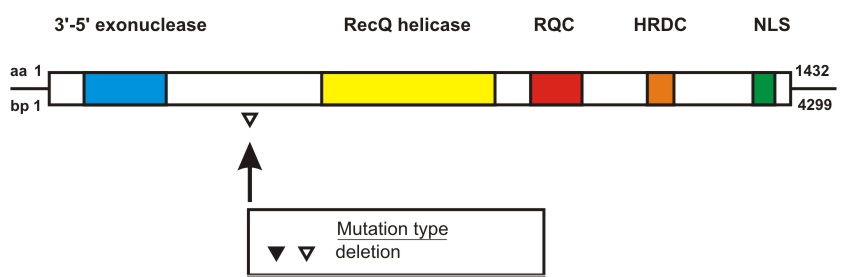 WRN mutation