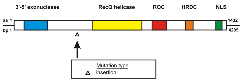 WRN mutation