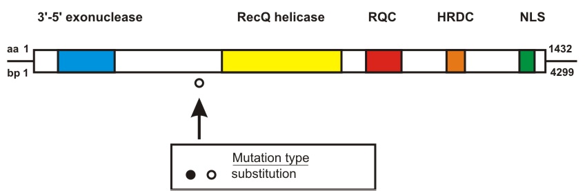 WRN mutation