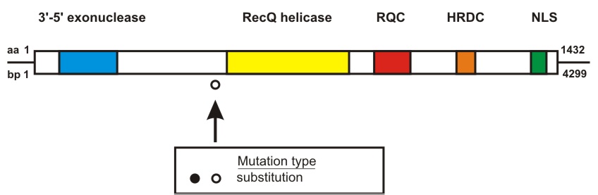 WRN mutation