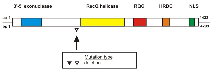 WRN mutation