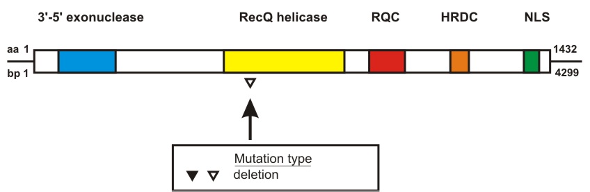 WRN mutation