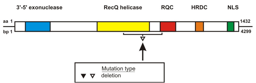 WRN mutation