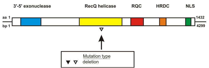 WRN mutation