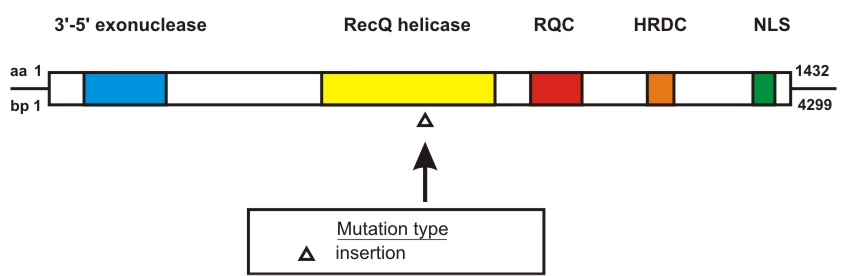 WRN mutation