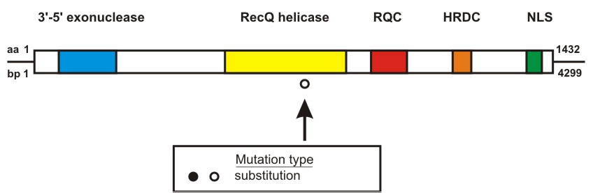 WRN mutation