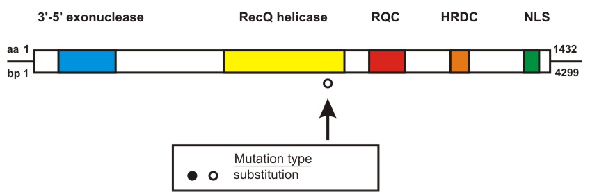 WRN mutation