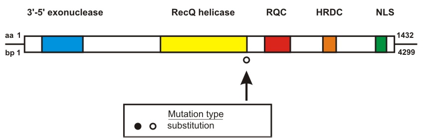 WRN mutation