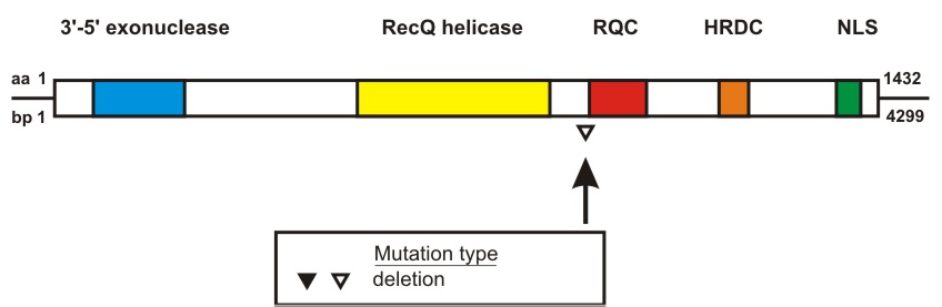 WRN mutation