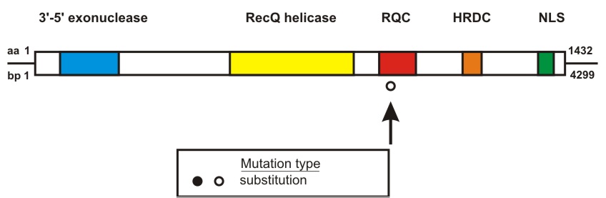 WRN mutation