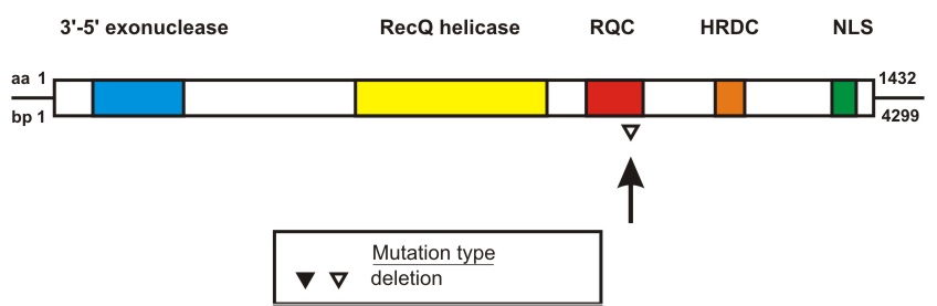 WRN mutation