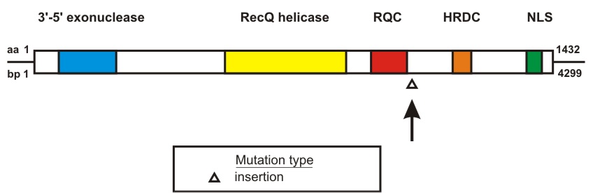 WRN mutation