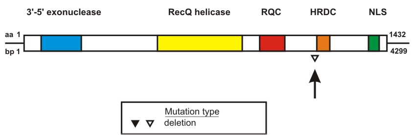 WRN mutation