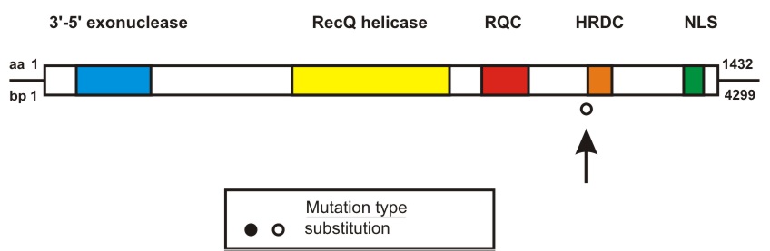 WRN mutation