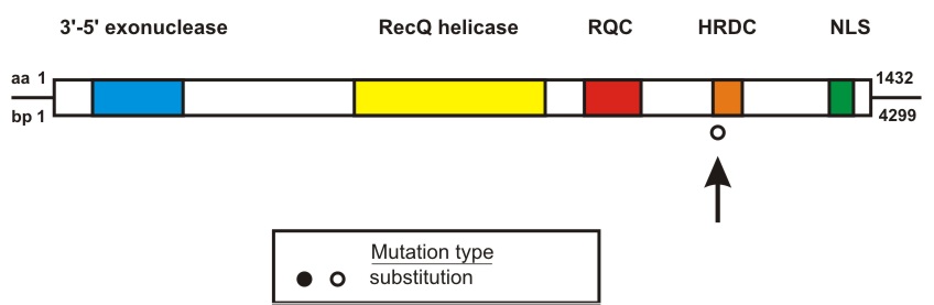 WRN mutation