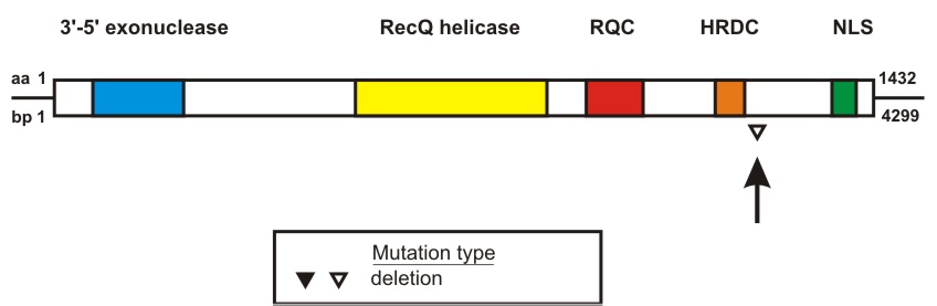 WRN mutation