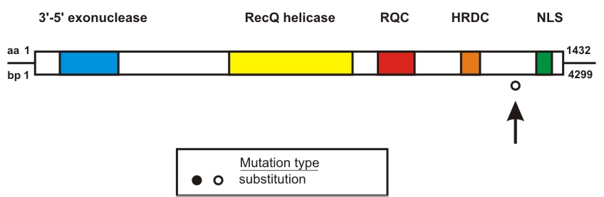 WRN mutation