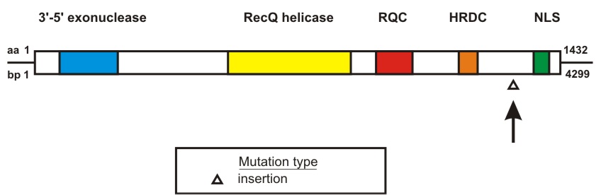 WRN mutation