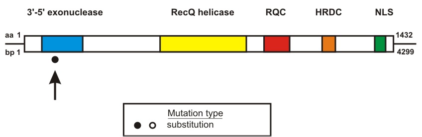 WRN mutation