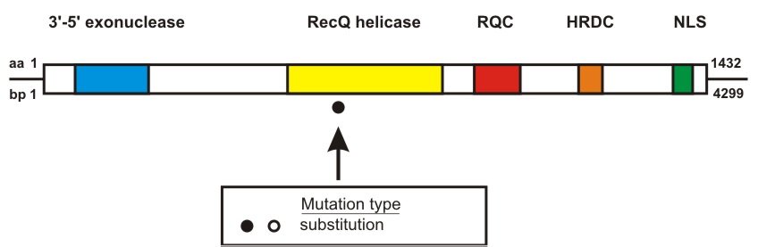 WRN mutation