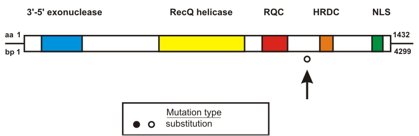 WRN mutation