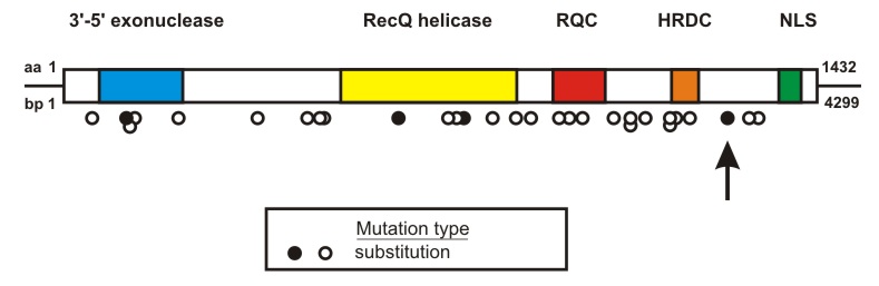 WRN mutation