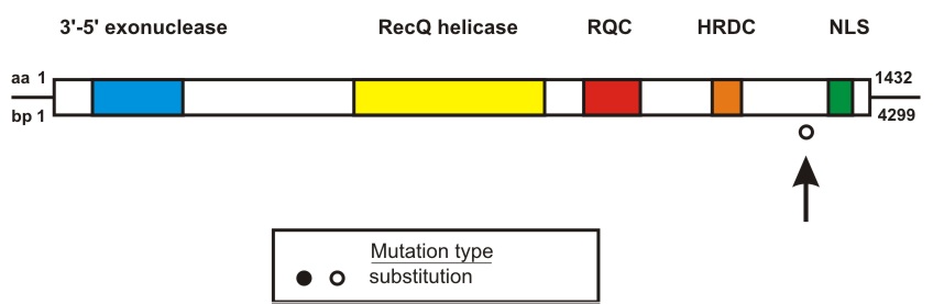 WRN mutation