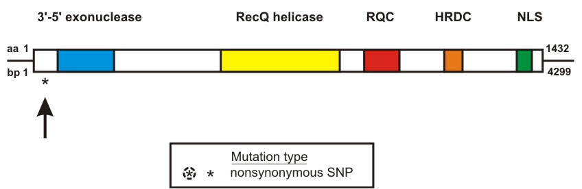 WRN mutation