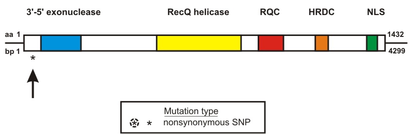 WRN mutation