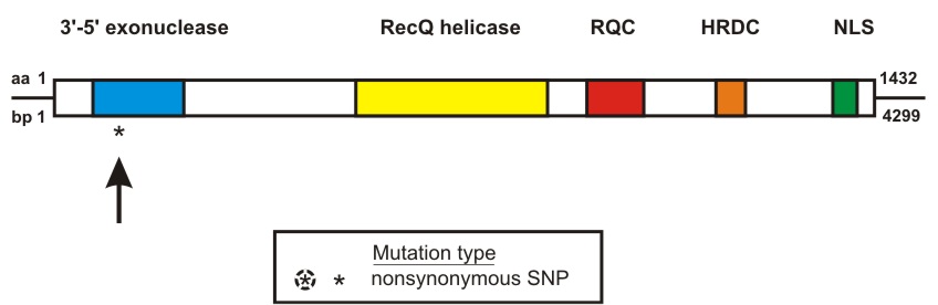 WRN mutation