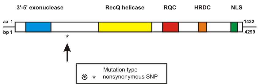 WRN mutation