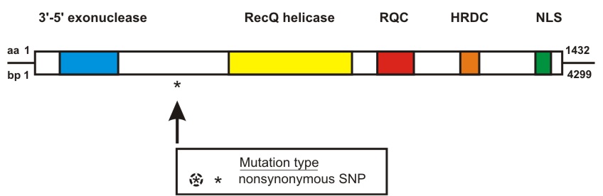 WRN mutation