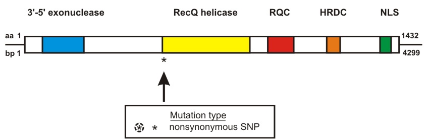 WRN mutation