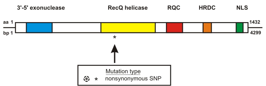 WRN mutation