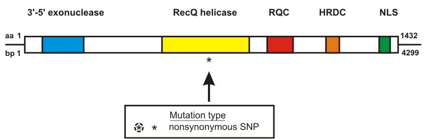 WRN mutation