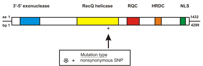 WRN mutation