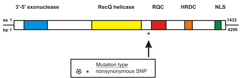 WRN mutation