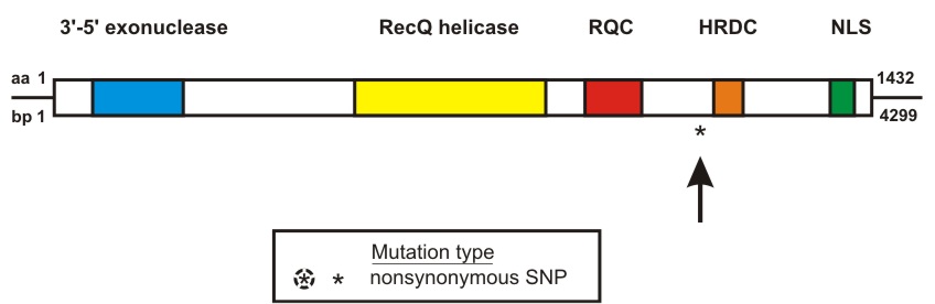 WRN mutation